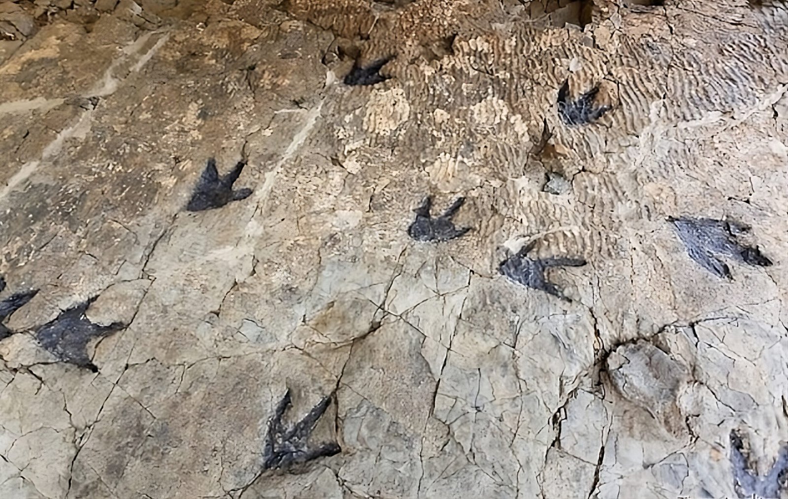 huellas de dinosaurios en piedra
