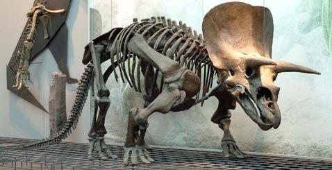 triceratops-fosiles