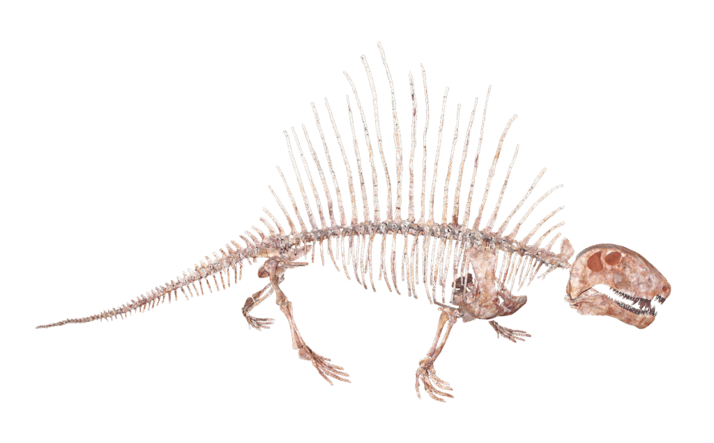 1200px-Dimetrodon png