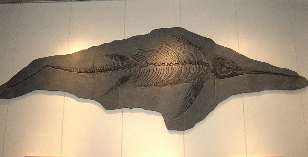 Eurhinosaurus fosil