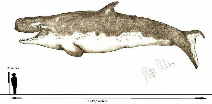 Livyatan melvillei Tamaño Livyatan melvillei