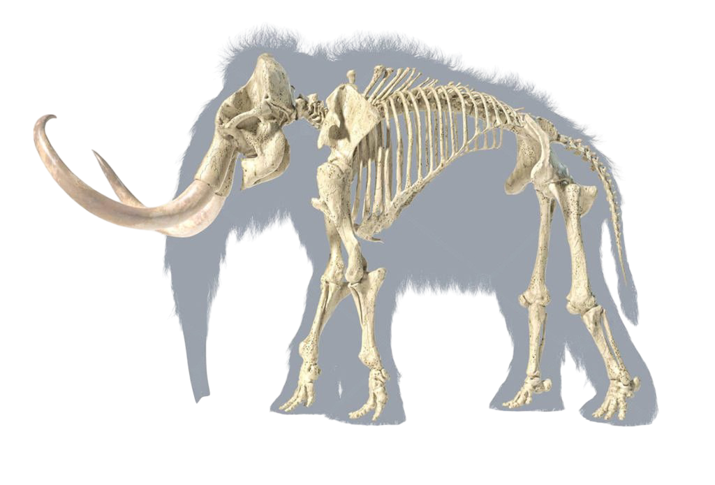 Mamut-Esqueleto-Realista-Cuerpo-completo