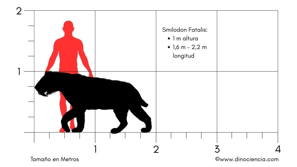 Smilodon Fatalis size