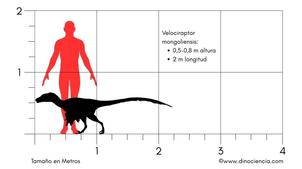 Tamaño Velociraptor Tamaño velociraptor