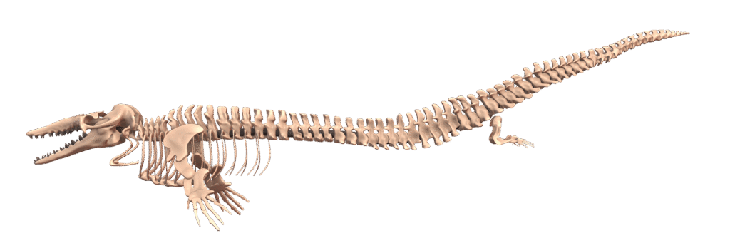 Basilosaurus tamaño esqueleto