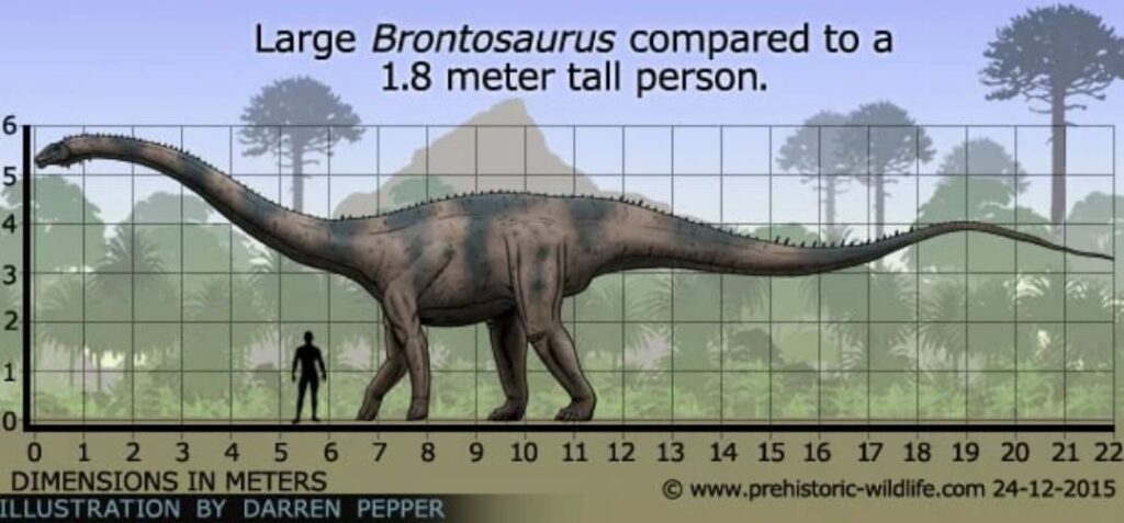 comparativa bronto