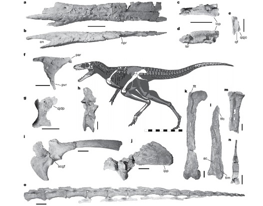 Khankhuuluu mongoliensis: el “PRÍNCIPE DRAGÓN” que precedió al T. rex y reconfigura su linaje