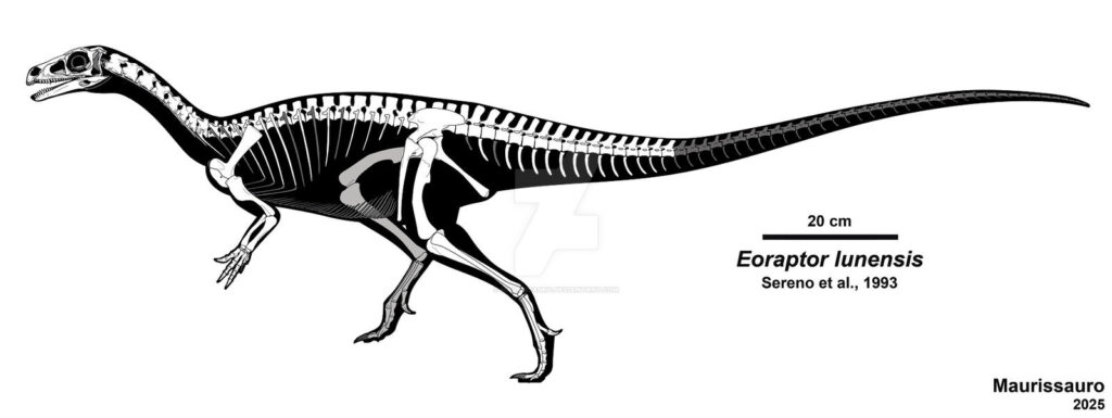 eoraptor_lunensis_by_maurissauro_ddv2i03-fullview