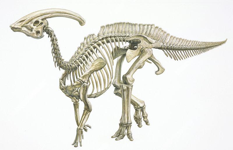 esqueleto parasaurolophus