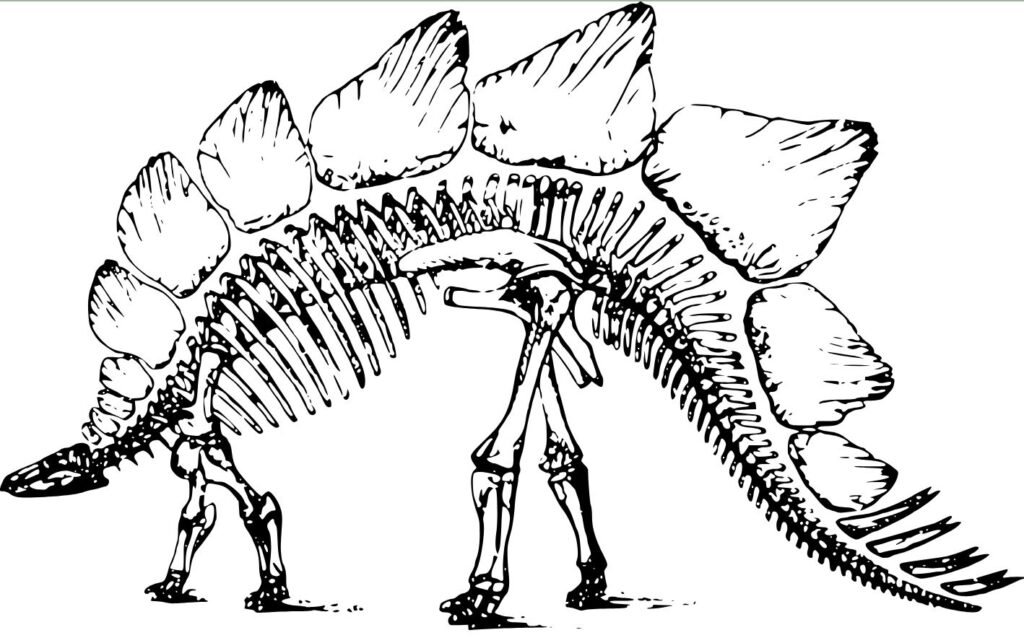 esqueleto stegosaurus