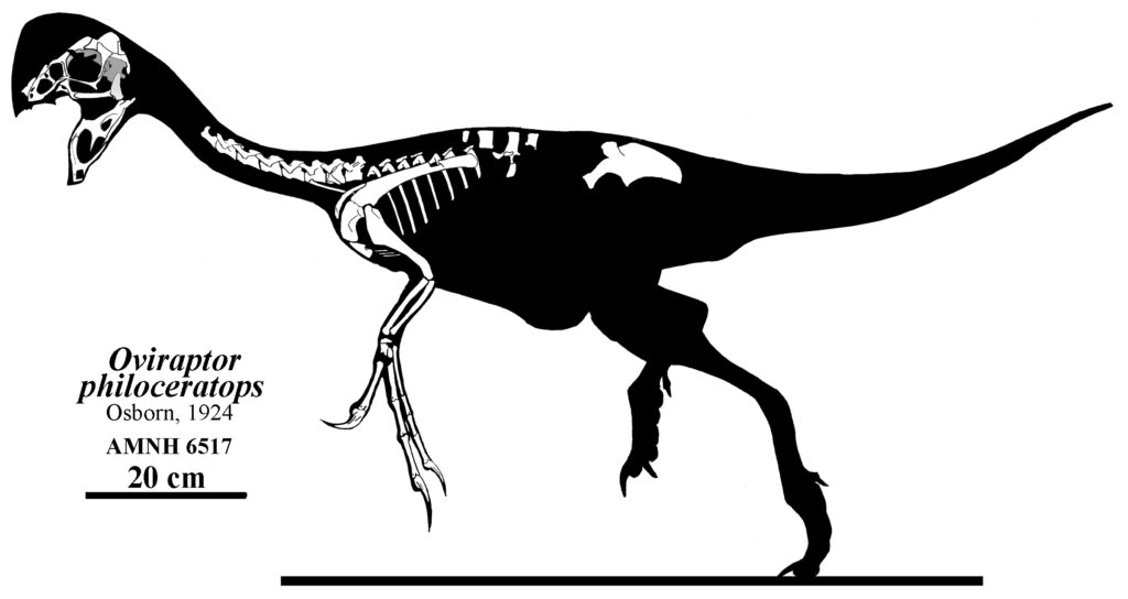 oviraptor_philoceratops_skeleton