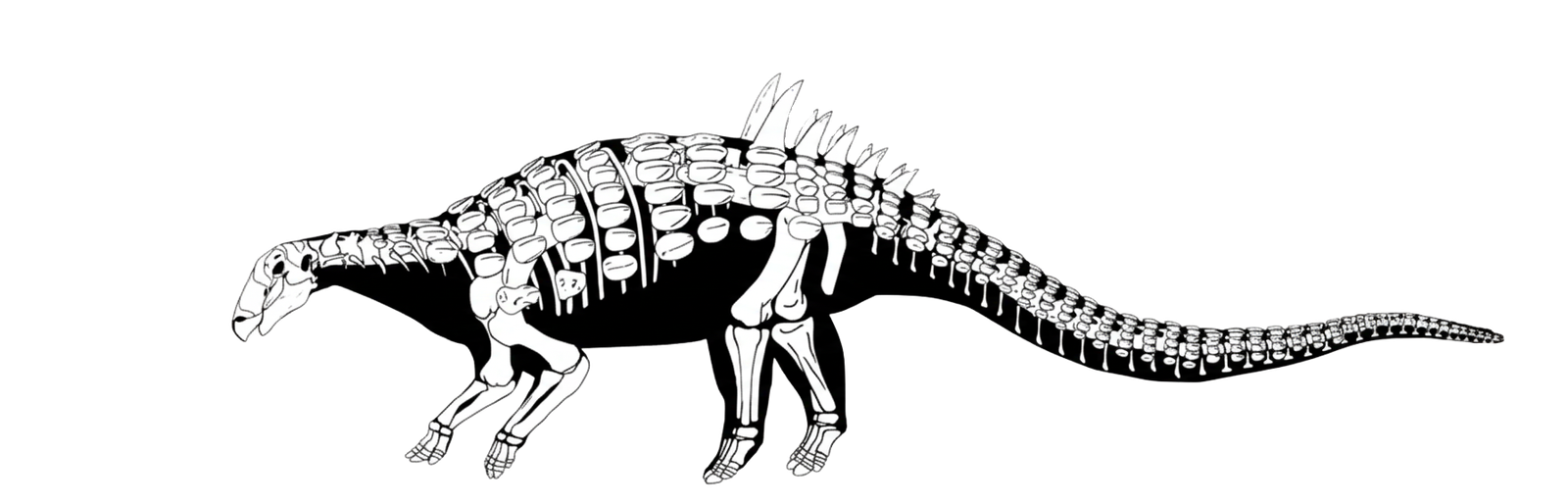 Acantholipan Esqueleto