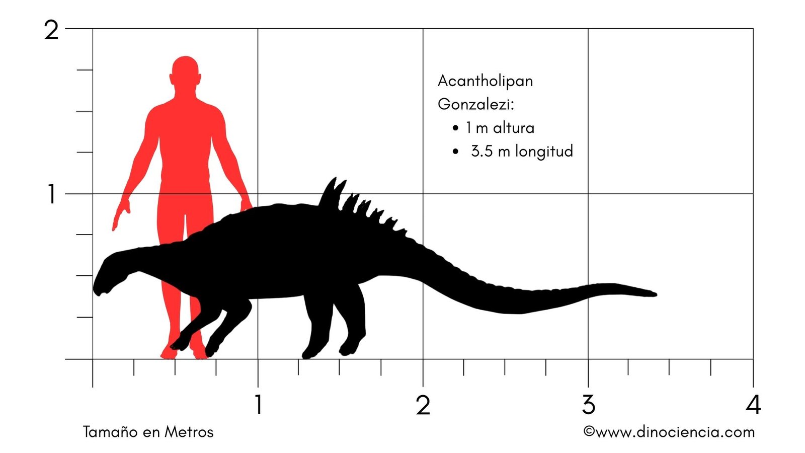 Acantholipan gonzalezi tamaño