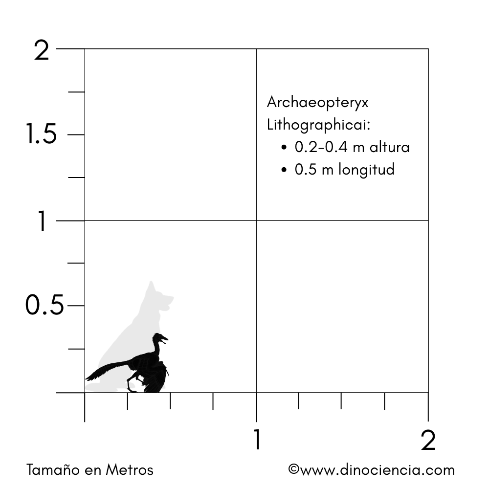 Archaeopteryx Lithographicai size
