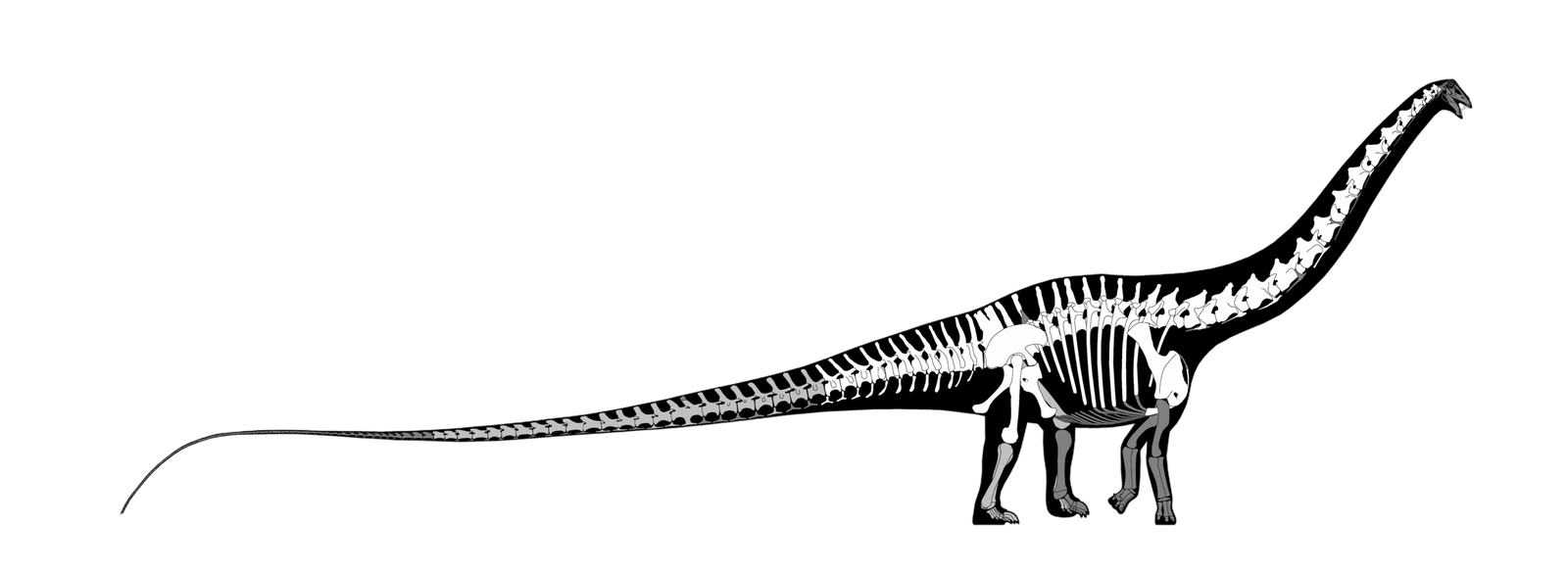 Diplodocus carnegii bones