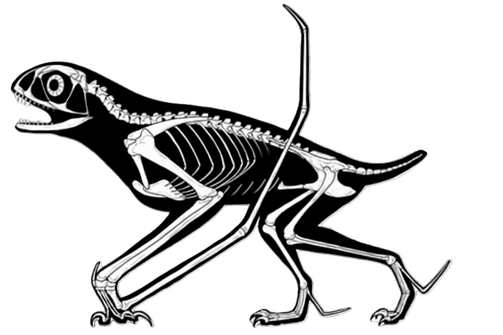 Anurognathidae sizes