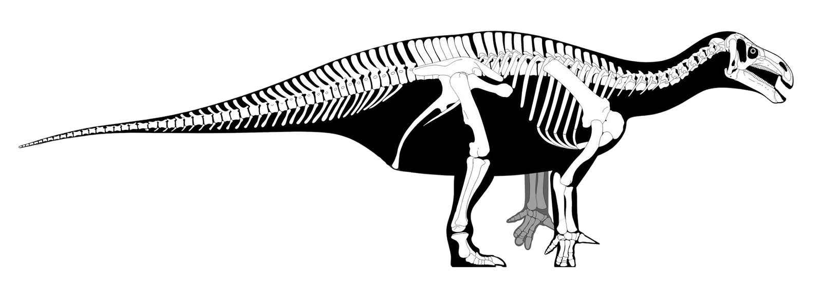 Iguanodon Bernissartensis esqueleto Iguanodon Bernissartensis bones