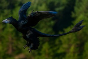 microraptor zhaoianus