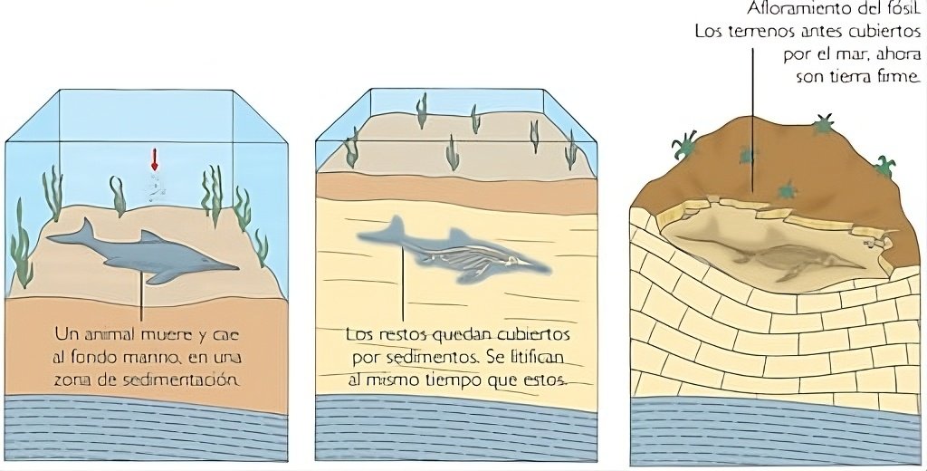 Proceso de fosilización
Fósiles
Fósil