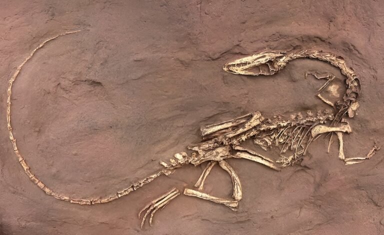 ¿Qué es la paleontología? Dinosaurios