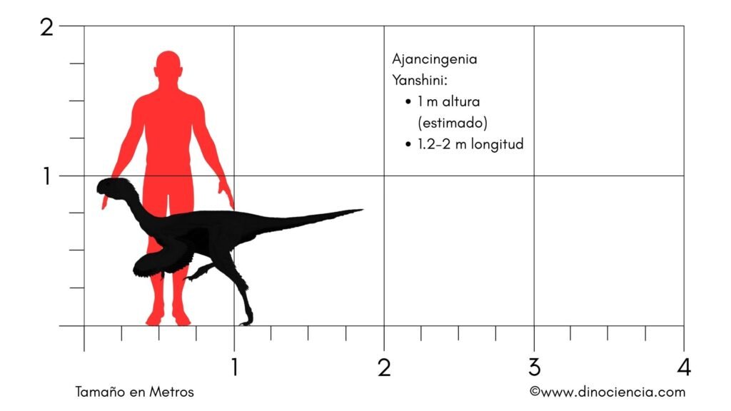 Ajancingenia Yanshini Size