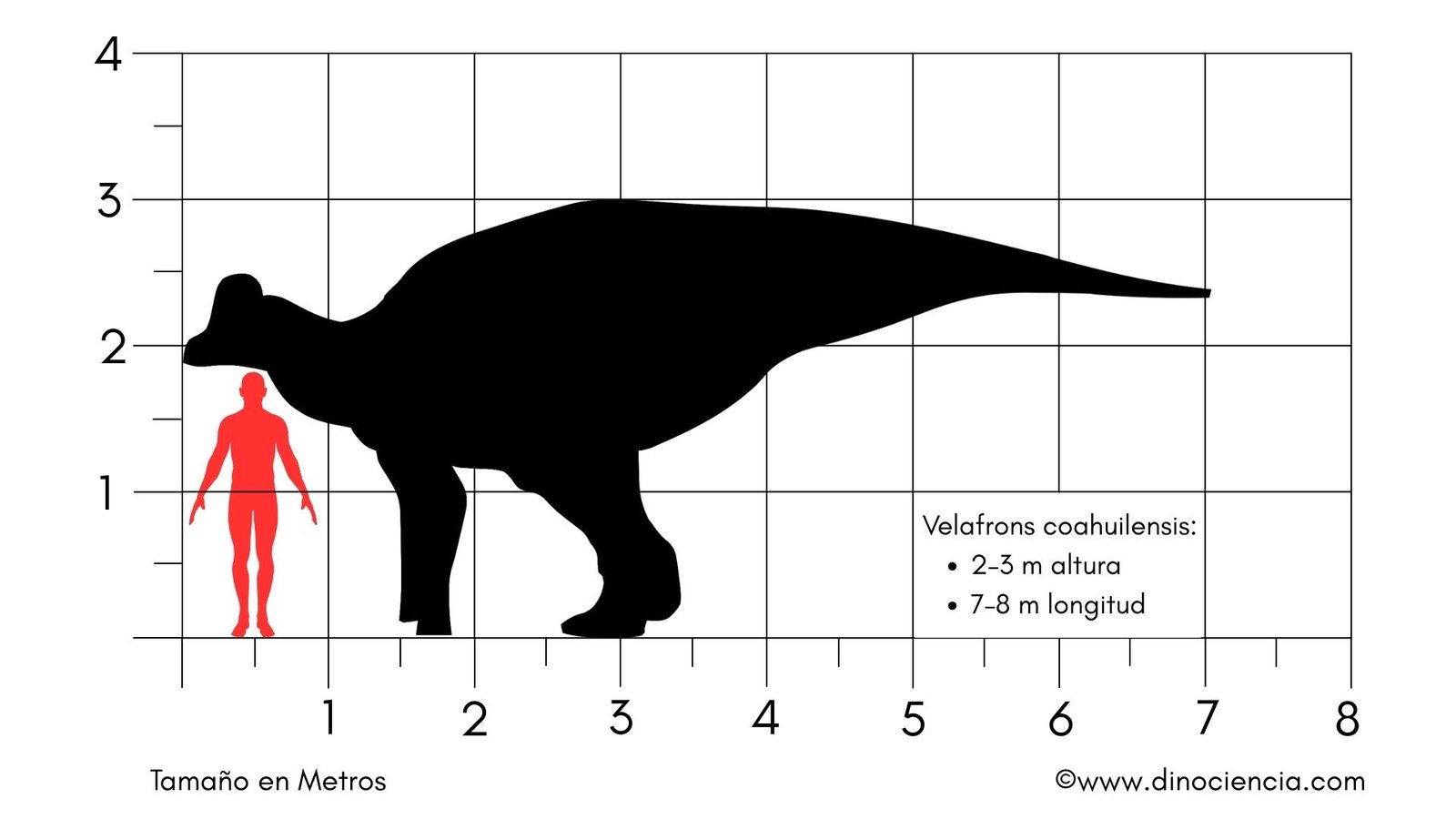 Velafrons coahuilensis tamaño