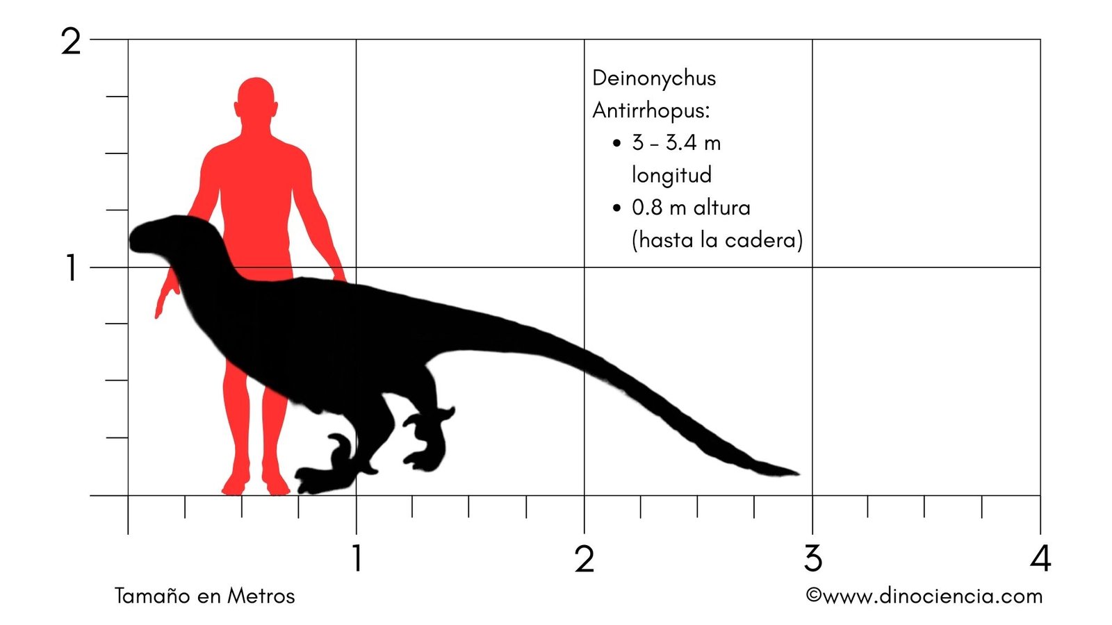Deinonychus antirrhopus Size