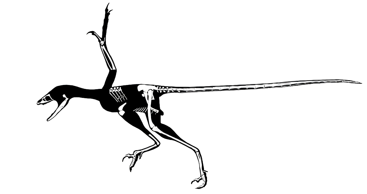 microraptor zhaoianus esqueleto