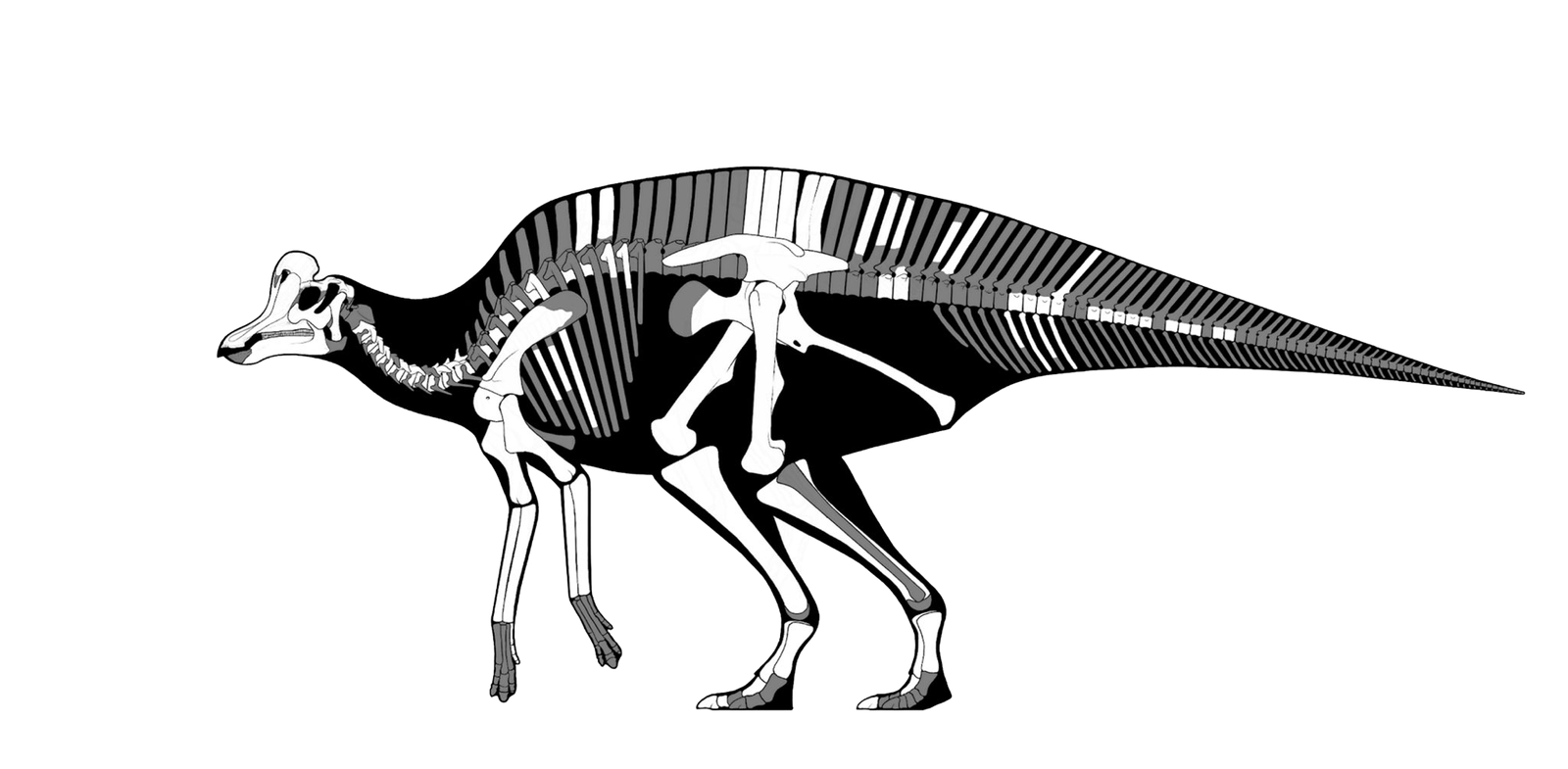 Velafrons coahuilensis esqueleto
