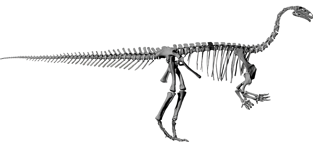Esqueleto Plateosaurus Esqueleto Plateosaurus