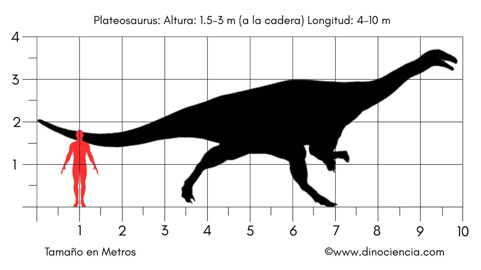 Tamaño Plateosaurus