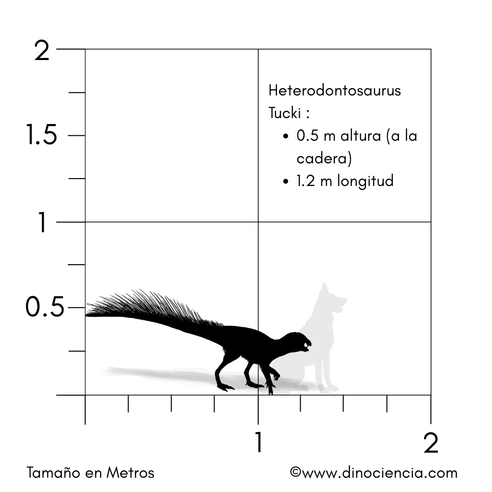 Tamaño Heterodontosaurus Tucki