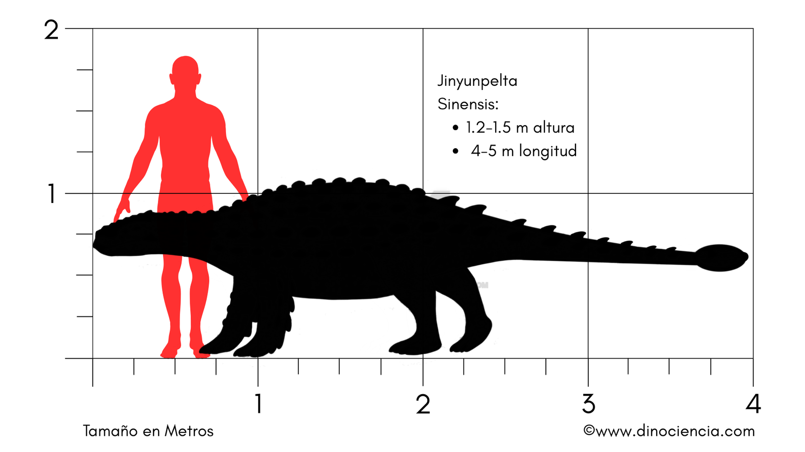 Tamaño Jinyunpelta Sinensis