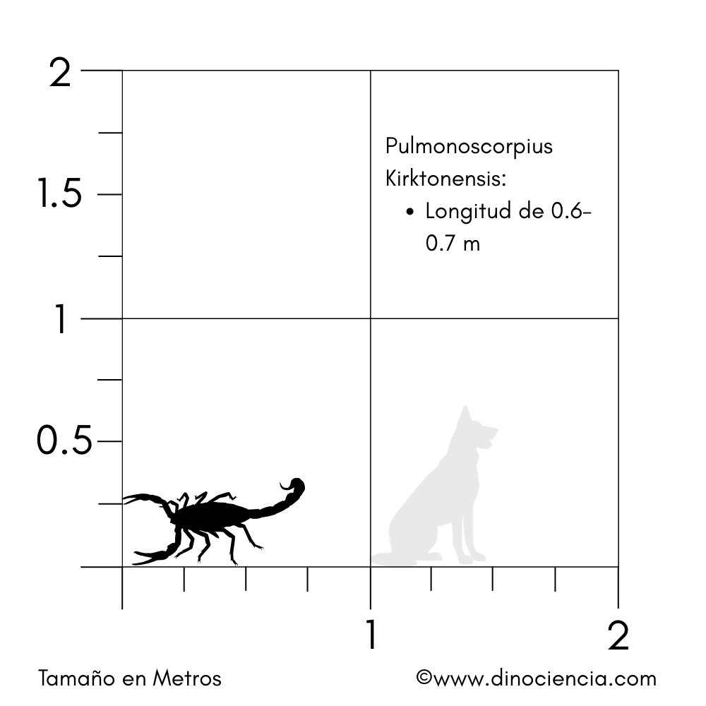 Tamaño Pulmonoscorpius Pulmonoscorpius Kirktonensis