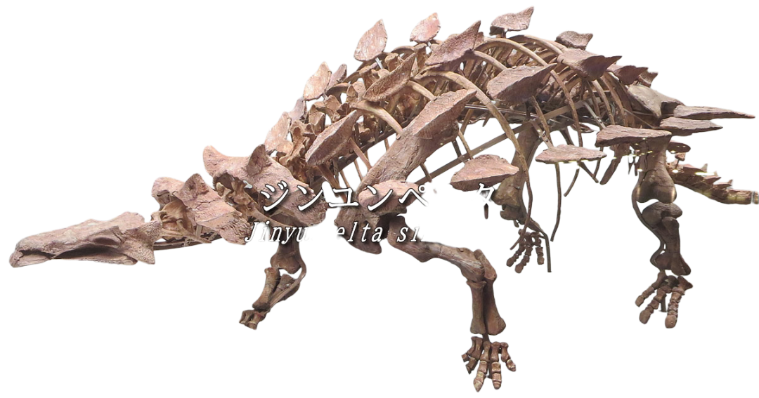 jinyunpelta-sinensis-esqueleto